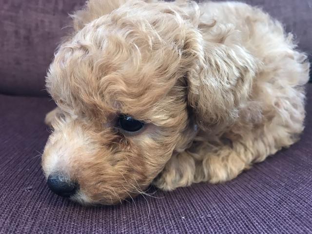 7toy poodle¼