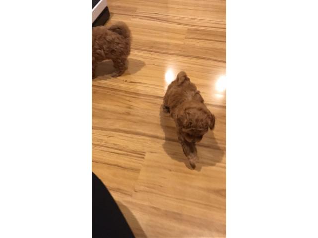 7toy poodle¼